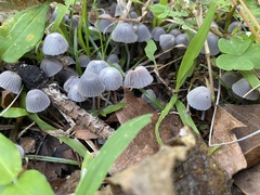 Coprinus floridanus