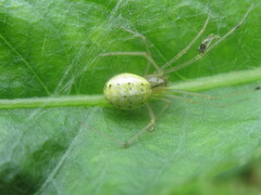 Enoplognatha ovata