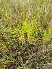 Distichlis distichophylla