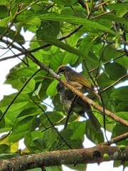 Pycnonotus zeylanicus