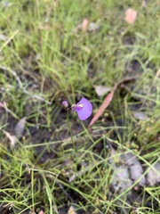 Utricularia dichotoma