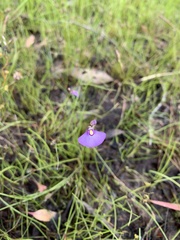 Utricularia dichotoma