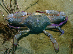 Achelous xantusii