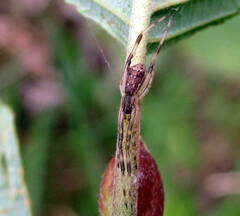 Episinus angulatus