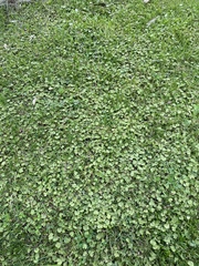 Hydrocotyle moschata