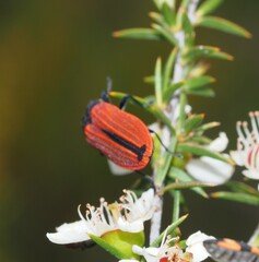 Castiarina erythroptera