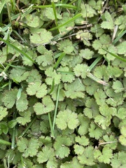 Hydrocotyle moschata