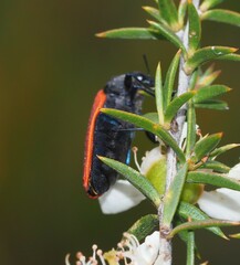 Castiarina erythroptera