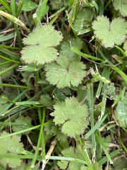 Hydrocotyle moschata