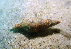 Ophiodermella inermis