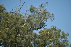 Corymbia terminalis