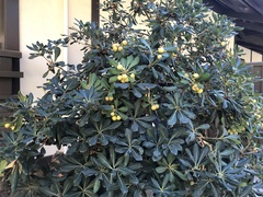 Pittosporum