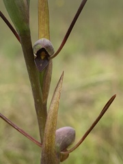 Orthoceras strictum
