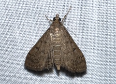 Herpetogramma phaeopteralis