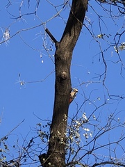 Dendrocopos major