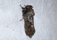 Acrolophus arcanella