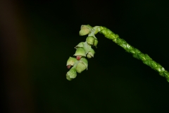 Lagarostrobos franklinii