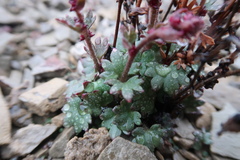 Saxifraga cernua