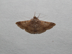 Polydesma umbricola
