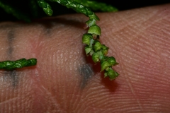 Lagarostrobos franklinii