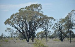 Acacia tephrina