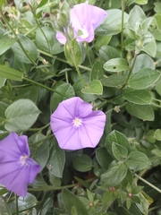 Convolvulus sabatius