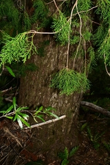 Lagarostrobos franklinii