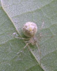 Theridion varians