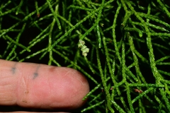 Lagarostrobos franklinii