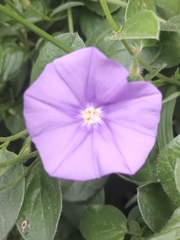 Convolvulus sabatius
