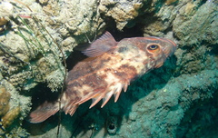 Sebastes auriculatus