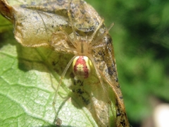 Enoplognatha ovata