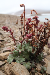 Saxifraga cernua