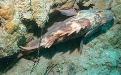 Sebastes auriculatus