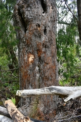 Lagarostrobos franklinii