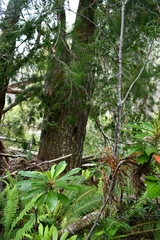 Lagarostrobos franklinii