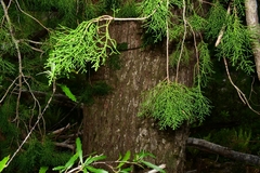 Lagarostrobos franklinii