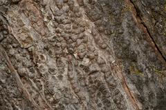 Lagarostrobos franklinii