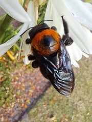 Xylocopa flavorufa