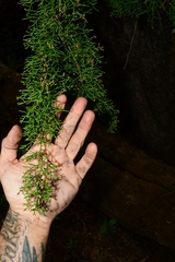 Lagarostrobos franklinii