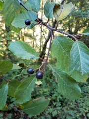 Frangula purshiana purshiana