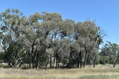 Acacia harpophylla