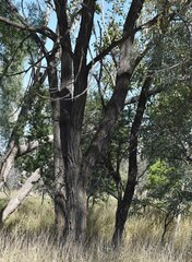 Acacia harpophylla