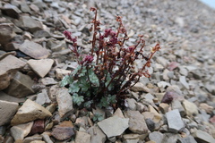 Saxifraga cernua