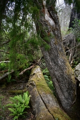 Lagarostrobos franklinii