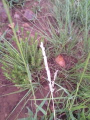 Tragus berteronianus