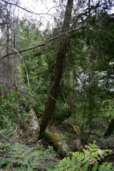 Lagarostrobos franklinii