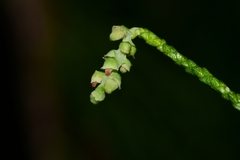 Lagarostrobos franklinii