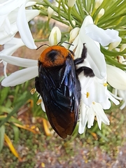 Xylocopa flavorufa