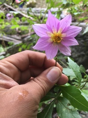 Dahlia tubulata